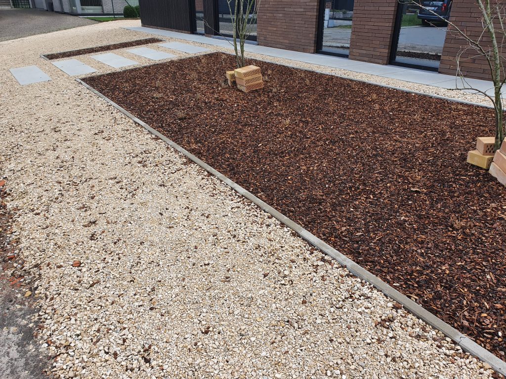 Pinus Maritima - aanleg van een tuin in Zwijnaarde - Advance Greencare